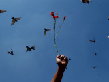 Buy Protester Holds a Flower at a Protest Against a Regional Free Trade Plan with the US in Guatemala at AllPosters.com