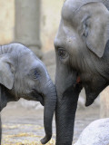 Buy Four Month Old Elephant and Her Mother are Pictured in Hagenbeck's Zoo in Hamburg, Northern Germany at AllPosters.com