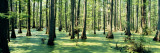 Cypress Trees in a Forest, Shawnee National Forest, Illinois, USA