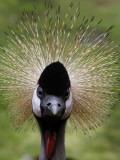 Black Crowned Crane as It Parades in the Bird Park in Walsrode