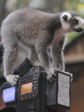 Buy Ring Tailed Lemur Sitting on a TV Camera During a Press Call in Hagenbeck's Zoo in Hamburg at AllPosters.com