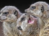 Meerkats Seated by a Heating Lamp in a Zoo in Freiburg , Southern Germany
