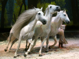 Horse Trainer Signals Three Lusitano Stallions to Tightly Circle Him During Cavalia Dress Rehearsal
