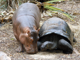 Baby Hippo Walks Along with its 'Mother', a Giant Male Aldabran Tortoise, at Mombasa Haller Park