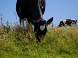 Friesian Cattle Grazing in Wild Flower Meadow, Near Bunmahon, County Waterford, Ireland