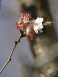 Bee Alights on a Cherry Tree at the Brooklyn Botanic Garden in New York