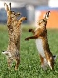 Hares Fight on a Field Near Frankfurt