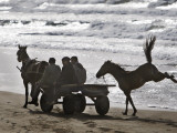 Buy Horse Jumps Up as it Follows a Donkey Cart with Palestinians Returning from the Market in Gaza City at AllPosters.com