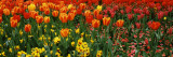 Tulips in a Field, St. James