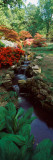 Azaleas in a Garden, Exbury Gardens, New Forest, Hampshire, England