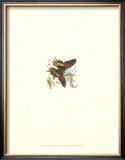 Urania Butterfly