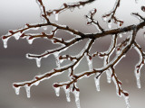 Ice from Freezing Rain Coats Tree Branches Near Omaha, Nebraska