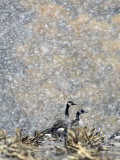 Canada Geese Weather an Autumn Snow Storm in a Corn Field in New Salem, New York