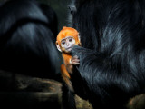 Male Francois' Leaf Monkey Relaxes with His Parents at the Zoological Gardens Zoorasia in Yokohama