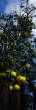 Buy Ripe Grapefruits on the Tree, Nokomis, Sarasota County, Florida, USA at AllPosters.com