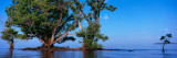 Buy Trees in the Sea, Ten Thousand Islands, Florida, USA at AllPosters.com