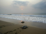 Olive Ridley Turtles Return to the Bay of Bengal Sea after Laying Eggs on Gokhurkuda Beach, India