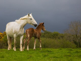 Mare and Foal, Co Derry, Ireland