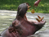 Keeper Feeds a Hippopotamus at the Kiev's Zoo, Ukraine