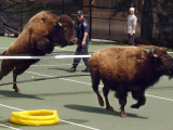 Two of Nine American Bison That Escaped Run from Police and Volunteers