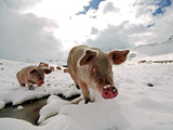 Pigs Make their Way Through a Snowy Landscape Near the Alpine Village of Schruns in Austria