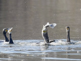 Cormorant, Phalacrocorax Carbo, is Watched by Others as it Tries to Gulp Down a Fish it Had Caught