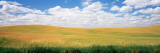 Wheat Crop in a Field, Palouse, Whitman County, Washington State, USA