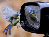 Blue Tit is Reflected in a Wing Mirror of a Car That is Covered with Raindrops