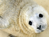 Nahia, a Five-Day-Old Grey Baby Seal, is Seen at the Biarritz Sea Museum