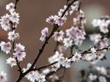 Tree Flowers on Beacon Hill in Boston