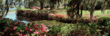 Azaleas and Willow Trees in a Park, Charleston, Charleston County, South Carolina, USA