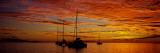 Buy Sailboats in the Sea, Tahiti, French Polynesia at AllPosters.com