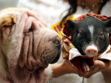 Dog and a Pig are Displayed During a Promotional Event at a Hong Kong Shopping Mall