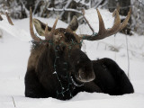 Bull Moose with Christmas Lights Tangled in its Antlers Rests in a Field in Anchorage, Alaska