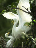 Egret Keeps Her Baby under Her Wing on a Tree, on the Banks of the River Brahmaputra in India