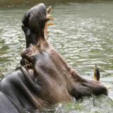 Male Nile Hippopotamus Plays at the Smithsonian National Zoo