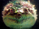 Snapping Turtle Swims in an Exotic Animal Shop Aquarium in Downtown Varna, Bulgaria