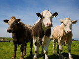 Cattle, County Waterford, Ireland