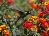 Hummingbird Hovers over a Patch of Flowers as it Collects Nectar in Mexico City