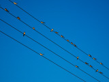 Swallows in Autumn Prior to Migration, Fethard, County Tipperary, Ireland