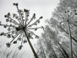 Buy Dried Plants and Trees Covered with Hoarfrost are Seen in a Forest Near Village Veragi, Belarus at AllPosters.com