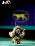 Sussex Spaniel at the 133rd Westminster Kennel Club Dog Show at Madison Square Garden
