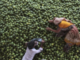Buy Workers Rest on a Pile of Lime at a Wholesale Fruit Market in Hyderabad, India at AllPosters.com