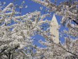 Buy Washington Monument Peers in Between the Blossoming Cherry Trees in Washington at AllPosters.com