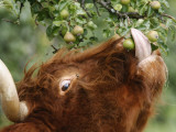 One of a Herd of Scottish Highland Cattle Picks Pears from a Tree in Gockhausen, Switzerland