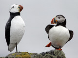 Atlantic Puffin Appears to Imitate a Decoy by Standing on One Leg, on Eastern Egg Rock, Maine