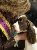 English Springer Spaniel after Winning Best in Show at the 131st Westminster Dog Show in New York