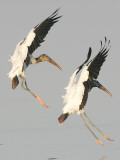 Pair of Wood Storks Come in for a Landing in the Flats of the St. Marks Wildlife Refuge