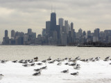 Birds Sit in Deep Snowdrifts at the Lake Shore Drive in Chicago