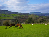 Horses and Sheep in the Barrow Valley, Near St Mullins, County Carlow, Ireland